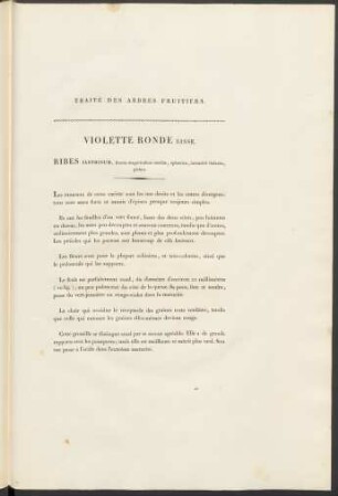 Violette Ronde Lisse. Ribes Ianthinum ...