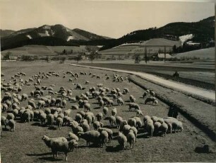 Schafherde im Dreisamtal
