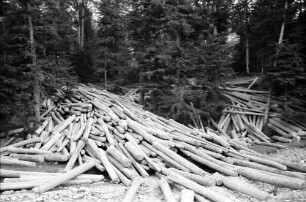 Agapia: Kloster Agapia Deal, Baumstämme im Wald