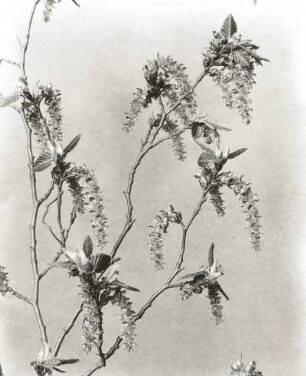 Birkengewächse (Betulaceae). Schwarzerle (Alnus glutinosa), Zweig in Blüte