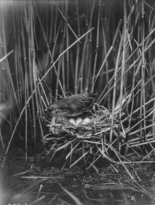 Wasserralle : Eine Wasserralle (Rallus aquatioris Linnaeus) im Schilf vom Nest gehend.