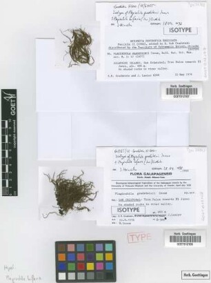 Plagiochila gradsteinii Inoue [isotype]