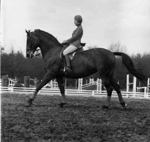 Warendorf, Freiherr-von-Langen-Straße 13. Reitsportanlage des Deutschen Olympia-Komitees für Reiterei. Reitplatz. Trabendes Pferd mit Jockey