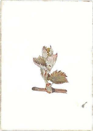 Littmann, Max; Aquarelle, Zeichnungen, Skizzen - Pflanzenblatt (Ansicht)