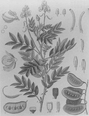 Senneskassie (Cassia acutifolia), farbig : Geographie | Wirtschaftsgeographie | Reizmittel, aetherische Öle und Duftstoffe liefernde Pflanzen | Tabak, Arzneipflanzen und Ölpflanzen