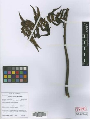 Cyathea moranii Lehnert[paratype]