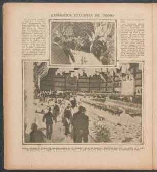 Exposición uruguaya de trigos