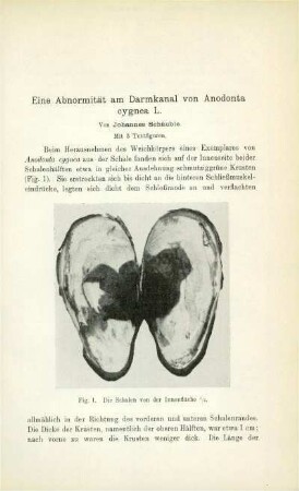 Eine Abnormität am Darmkanal von Anodonta cygnea L.