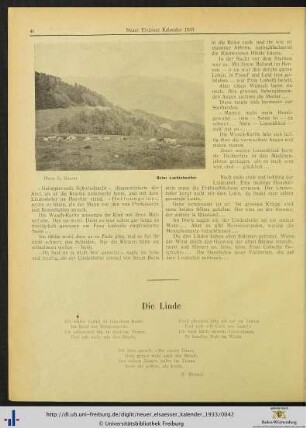 Die Linde.