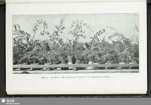 Abb. 17. Orchideen, Odontoglossum-Hybriden (Ch. Vuylsteke-Loochristy)
