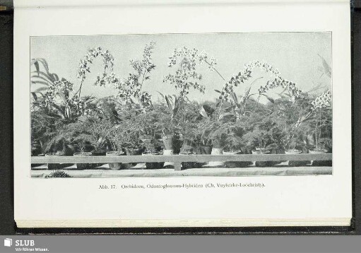 Abb. 17. Orchideen, Odontoglossum-Hybriden (Ch. Vuylsteke-Loochristy)