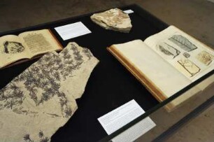 SLUB, Ausstellung "Gespräche mit der Erde. Geowissenschaften in Sachsen" : Ausstellungspräsentation im Buchmuseum. Ausstellungsvitrine mit fossilem Pflanzenstück, Kräuterabdruck und Publikation "Versuch einer Geognostisch-Botanischen Darstellung der Flora der Vorwelt" (Tafel XIX, Fig. 4) von Kaspar von Sternberg, 1820-1825