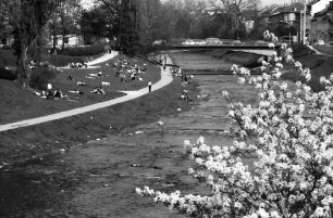 Freiburg: Lagernde an der Dreisam, von der Kronenbrücke, Vordergrund Blüten