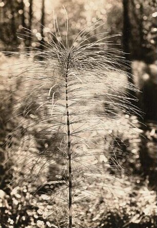 Oberlausitz. Pannewitz am Taucher. Wedel von Equisetum maximum, Riesenschachtelhalm.