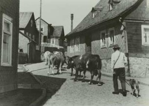 Schmiedefeld am Rennsteig, Austrieb des Viehes
