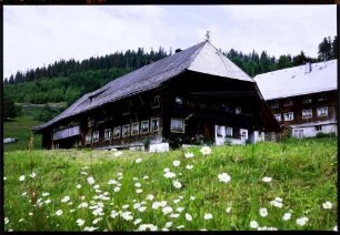 Aeule: Schwarzwaldhof, Vordergrund Margeriten