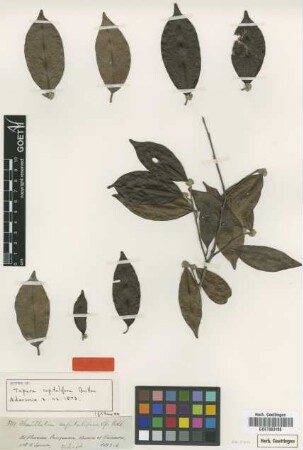 Chailletia capitulifera Spruce [type]