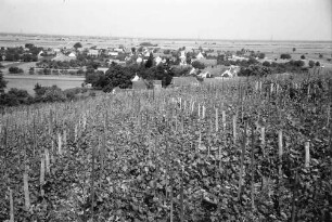 Seefelden: Weinberge bei Seefelden; mit Ort