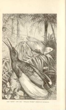 The "King" and the "Twelve wired" Birds of Paradise
