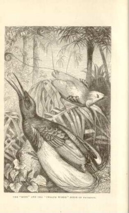 The "King" and the "Twelve wired" Birds of Paradise