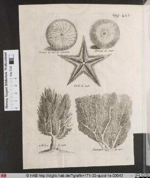 [Korallen, Seeigel, Seesterne]