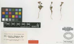 Senecio kotschyanus Boiss. [isotype]