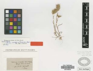 Triticum orientale (L.) M.Bieb. var. Griseb. lanuginosum[type]