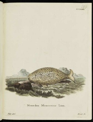 CCCXXX. Monodon Monoceros Linn.