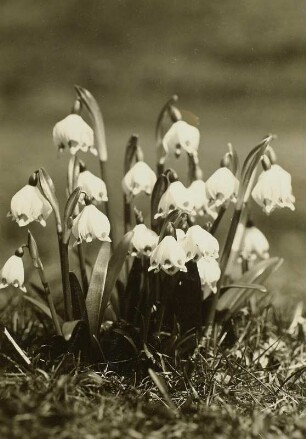 Märzenbecher (Leucojum vernum) im Polenztal bei Langenwolmsdorf