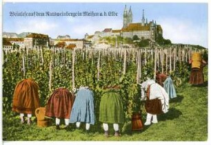 Meißen. Weinlese auf dem Ratsweinberg