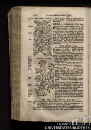 Cap. 335. Erd-Nuß, Panis Porcinus.