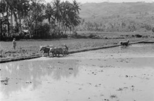 Sawahbestellung : Landschaft mit Palmen, Reisfeldern und Arbeitern