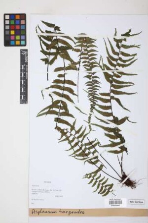 Asplenium harpeodes Kunze