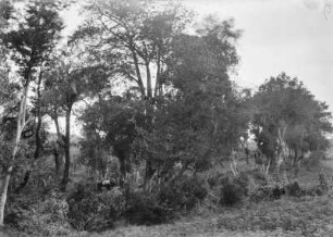 Im Wald : Die Vegetation des Waldes von Agua Garcia