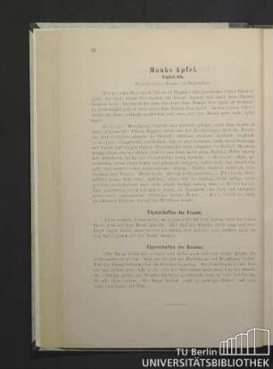 Manks Apfel. Tafel 26.