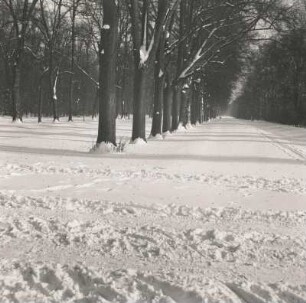 Dresden. Großer Garten. Allee