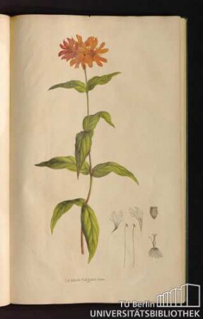 [Tab. 38.] Lychnis fulgens Fisch.