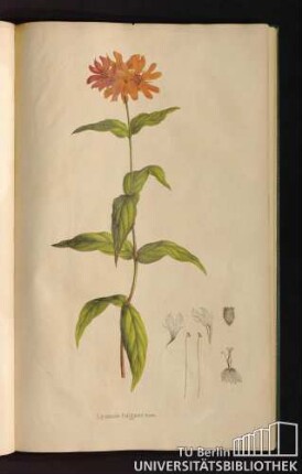 [Tab. 38.] Lychnis fulgens Fisch.