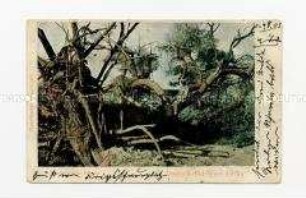 Umgestürzter Baum in Deutsch-Südwest-Afrika