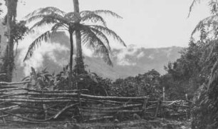 Nebelwald (Lateinamerika-Aufenthalte 1928/1942 – Album Das Vulkanland im Süden Kolumbiens. II. Teil, 1940)