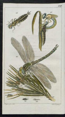 Taf. XVII. [Fig.] 115. - [Fig.] 122.
