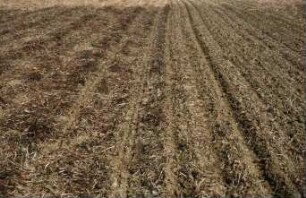 Fotografie: Säverfahren, Einzelkornsaat, Mais, Mulchsaat, Zwischenfrucht
