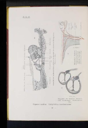 62 Blutgefäße der Schnecke. Schematischer Durchschnitt. (Siebenmann 1894.)