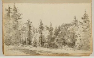 Weg vor einem Wald