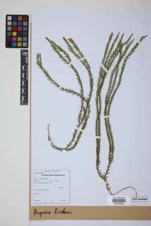 Phlegmariurus lindenii (Spring) B. &Oslash;llg.