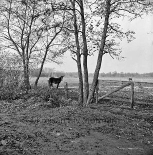 Landwirtschaft: Koppel mit Pferden: vorn Zaun mit Gatter und Bäumen: im Hintergrund Bäume