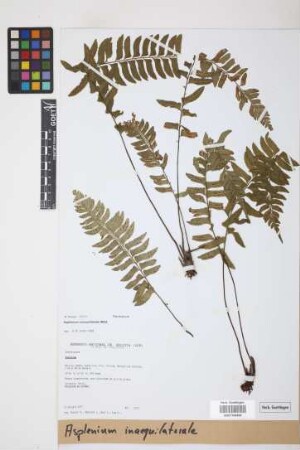 Asplenium inaequilaterale Willd.