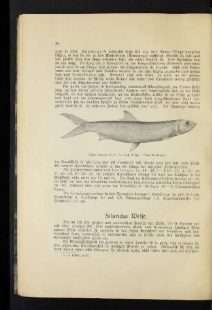 Siluridae Welse.