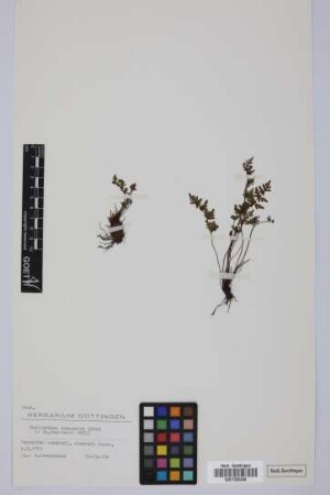Cheilanthes guanchica Bolle