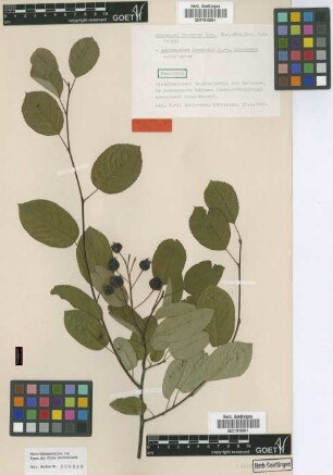 Crataegus racemosa Lam.